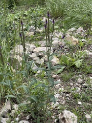 Verbena macdougalii