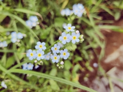 Myosotis
