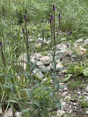 Verbena macdougalii