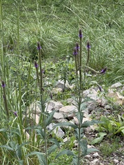 Verbena macdougalii