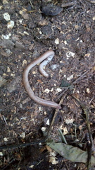 Amphisbaena darwinii