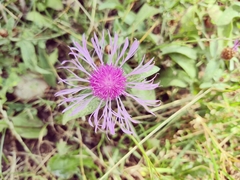 Centaurea