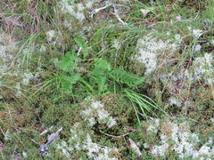 Packera millefolium