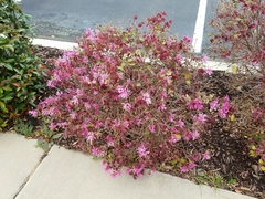 Loropetalum chinense