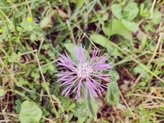 Centaurea