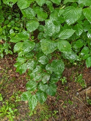 Viburnum alabamense