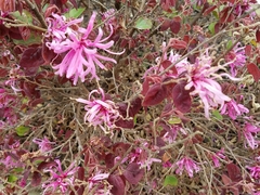 Loropetalum chinense