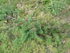 Packera millefolium