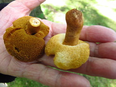 Gyroporus castaneus image