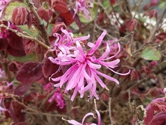 Loropetalum chinense