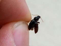Agonum