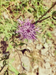 Centaurea