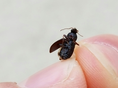 Agonum