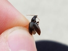 Agonum