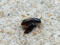 Agonum