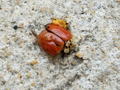 Harmonia axyridis