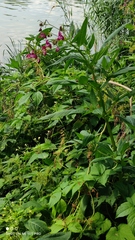 Impatiens glandulifera