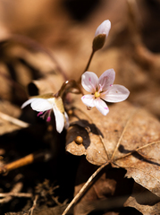 Claytonia