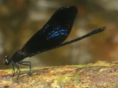 Euphaea splendens