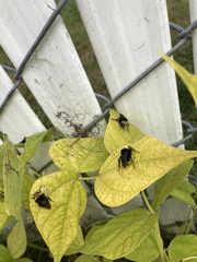 Bombus californicus