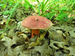 Boletus rubroflammeus