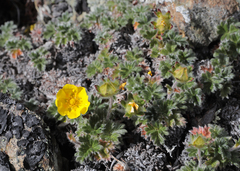 Potentilla subvahliana