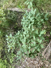 Rhododendron canadense