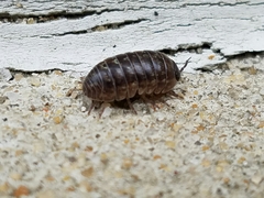Armadillidium vulgare