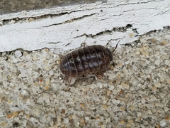 Armadillidium vulgare