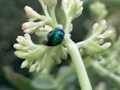 Insecta