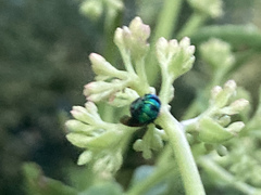 Insecta