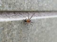 Theridiidae