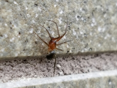 Theridiidae