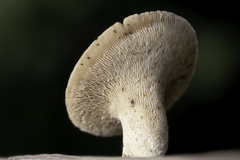 Neolentinus degener