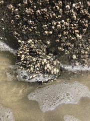 Pollicipes polymerus