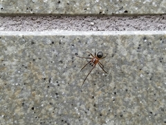 Theridiidae