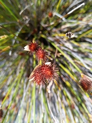 Hypodiscus aristatus