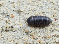 Armadillidium vulgare