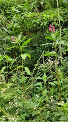 Impatiens glandulifera