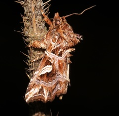 Callopistria exotica