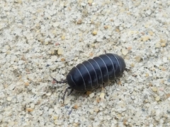 Armadillidium vulgare