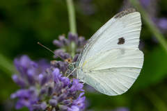 Pieris mannii
