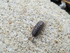 Armadillidium vulgare