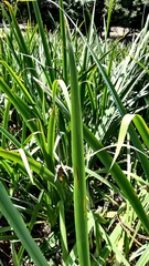 Sparganium erectum