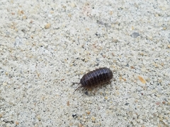 Armadillidium vulgare