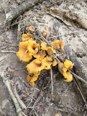 Craterellus odoratus