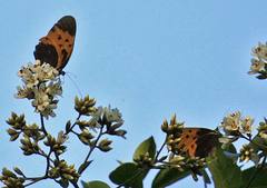 Melinaea marsaeus mothone