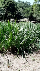 Sparganium erectum