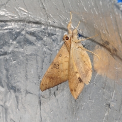 Oxyodes