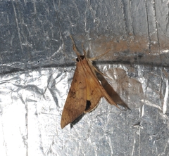 Oxyodes